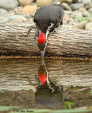 Pileated WP reflection