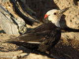 White-headed Woodpecker