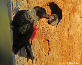 Lewiss Woodpecker feeding chick