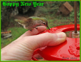 Annas Hummingbird, female