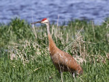 Sandhill Crane