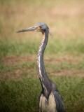 Tricolored Heron