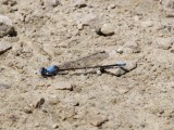 Blue-fronted Dancer
