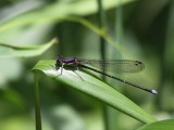Blue-tipped Dancer