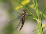 Spot-winged Glider