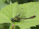 Rusty Snaketail (Male)