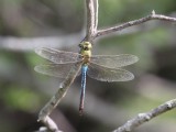 Common Green Darner (Male)