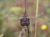 Black Saddlebags (Juvenile Male)