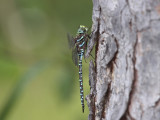 Subarctic Darner (Male)