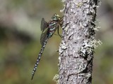 Subarctic Darner (Male)