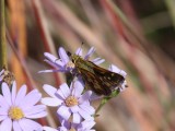 Pecks Skipper