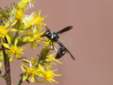 Potter Wasp - Eumenes fraternus