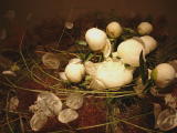 bird nest (close up)