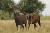 Red Deer   England