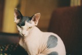 Sphynx cat sise