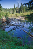 2T1U6027.jpg - Algonquin Provincial Park, ON, Canada