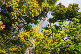 2T1U6110.jpg - Algonquin Provincial Park, ON, Canada