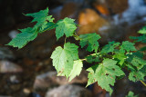 2T1U8368.jpg - Franconia Notch State Park, NH