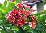 Frangipani