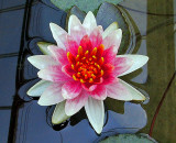 Water lily, Queen Sirikit Garden