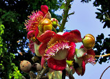 Sala flower