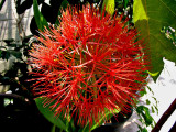 Blood Flower (Scandoxus multiflorus)