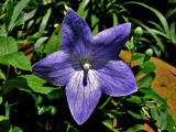 Chinese Bellflower