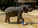 Stepping on his mahout