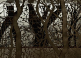 Trees behind trees