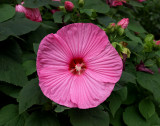 Pink hibiscus