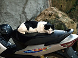 Temple cat