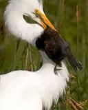 Great-Egret Dines on a Red-winged Black bird