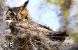 The Owls of Loxahatchee
