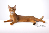 The Abyssinian at Rest