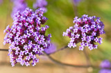 Descanso Gardens, La Canada, CA