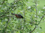 Oriole des vergers, (Orchard Oriole), Riverbank