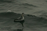 Phalarope à bec large, Tadoussac