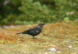 Quiscale rouilleux, Tadoussac