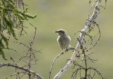 Juvnile Pie-griche  peine capable de voler
