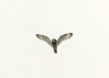Hibou des marais