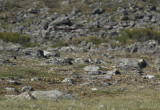 Lagopde alpin et son habitat