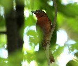 Habia  couronne rouge (Red-crowned Ant-Tanager)