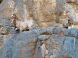feral goats.jpg