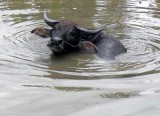 water buffalo.jpg