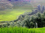 rice terraces.jpg