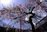 cherry blossoms.jpg