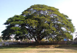 aran tree.jpg