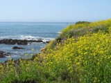 Spring flowers at Moonstone Beach, Cambria