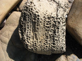 Rock with holes at Moonstone Beach, Cambria