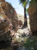 Palm oasis and cliff wall - Murray Canyon, Palm Springs